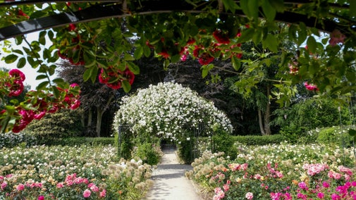 An arch full of colourful roses at Dunham Massey